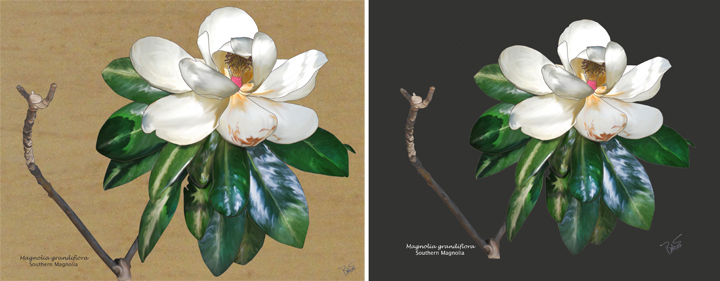 drawing with different backgrounds