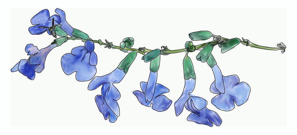 Adding color to a botanical drawing